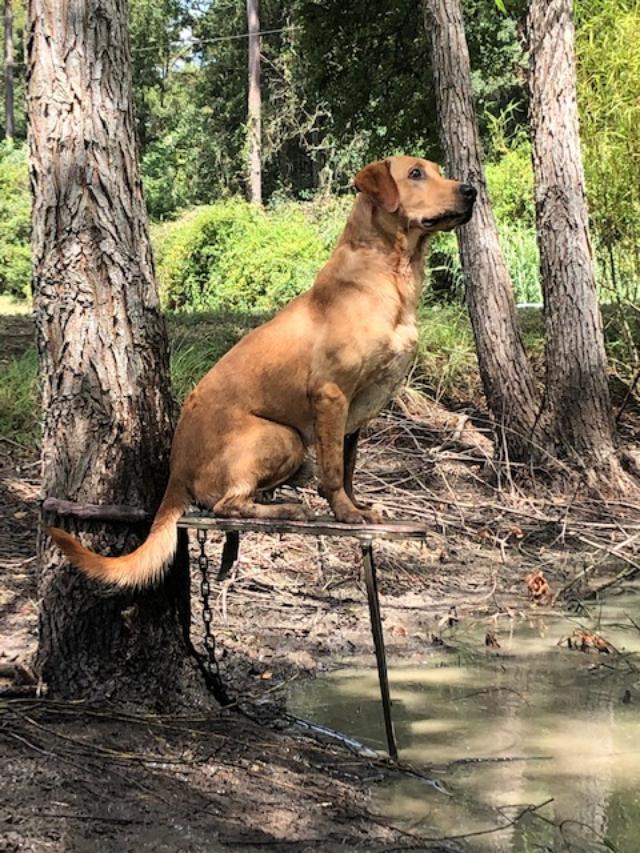 HRCH Drake's Crimson Rebel Fire MH | Yellow Labrador Retriver