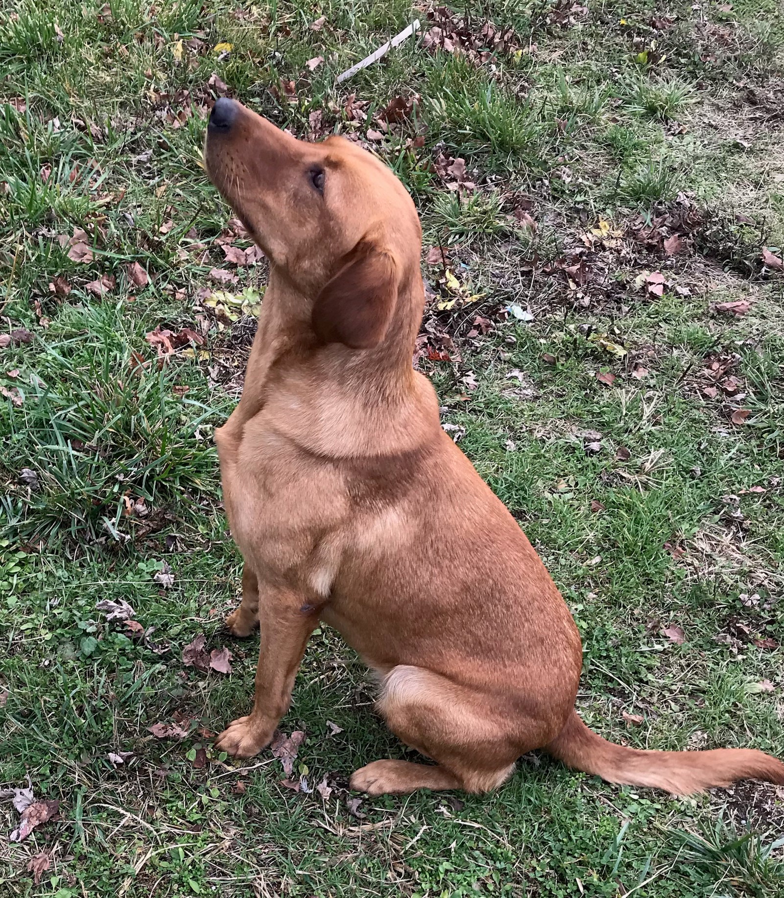 Ironcreek Red Lone Star MH | Yellow Labrador Retriver