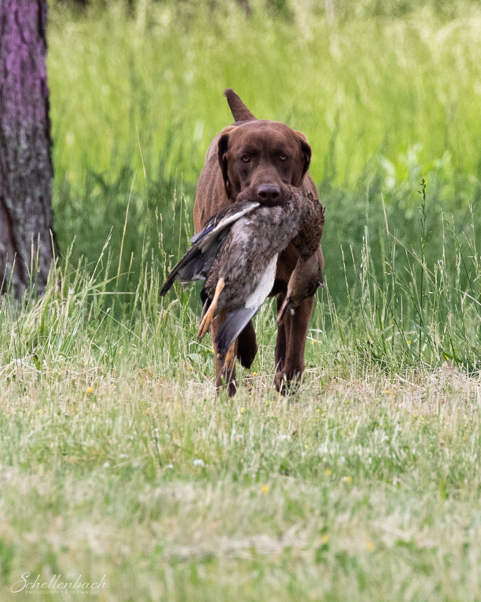 Rbr Burnin It Down JH | Chocolate Labrador Retriver