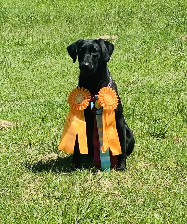 Slackwaters Ride Or Die Chick SH | Black Labrador Retriver