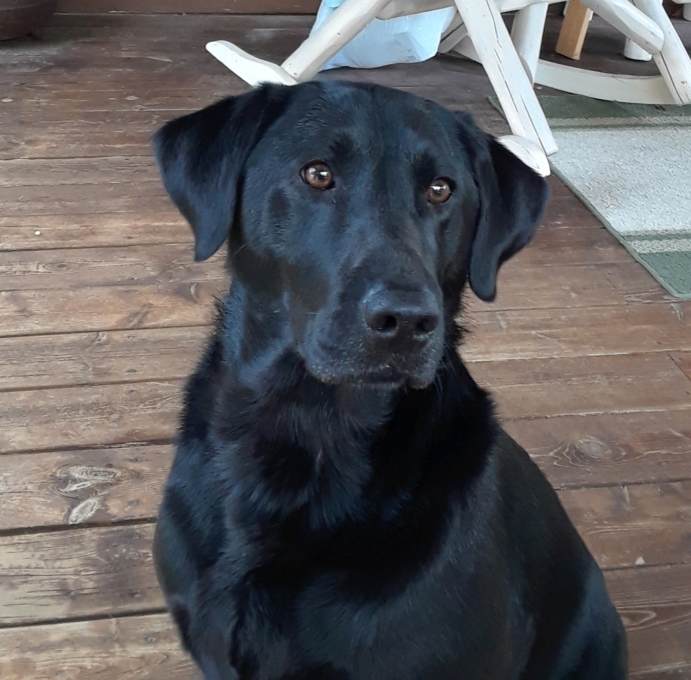 Western Wings Sweetus Pea In The Pod SH | Black Labrador Retriver