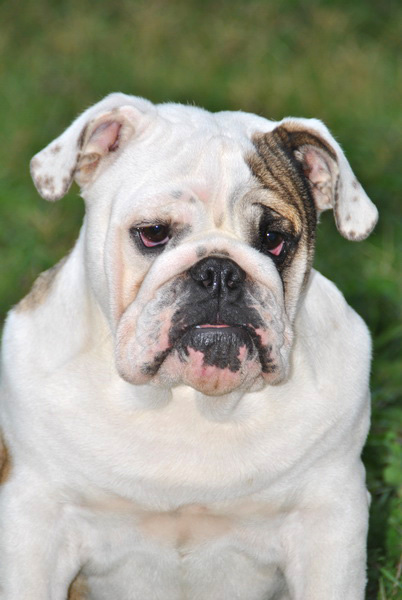 Athena Von Teufelhohle | Bulldog 
