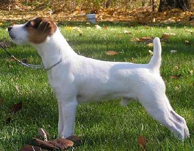 Ash Creek Crew | Jack Russell Terrier 