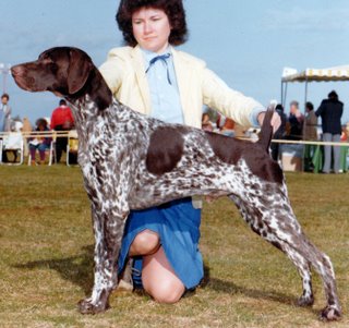 Weinland's Matinee Idol | German Shorthaired Pointer 