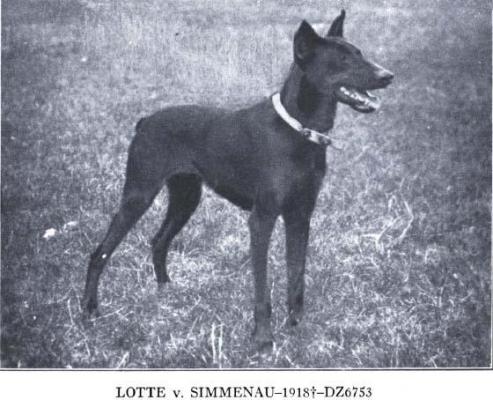 Lotte v. Simmenau (DZB 6753) | Black Doberman Pinscher