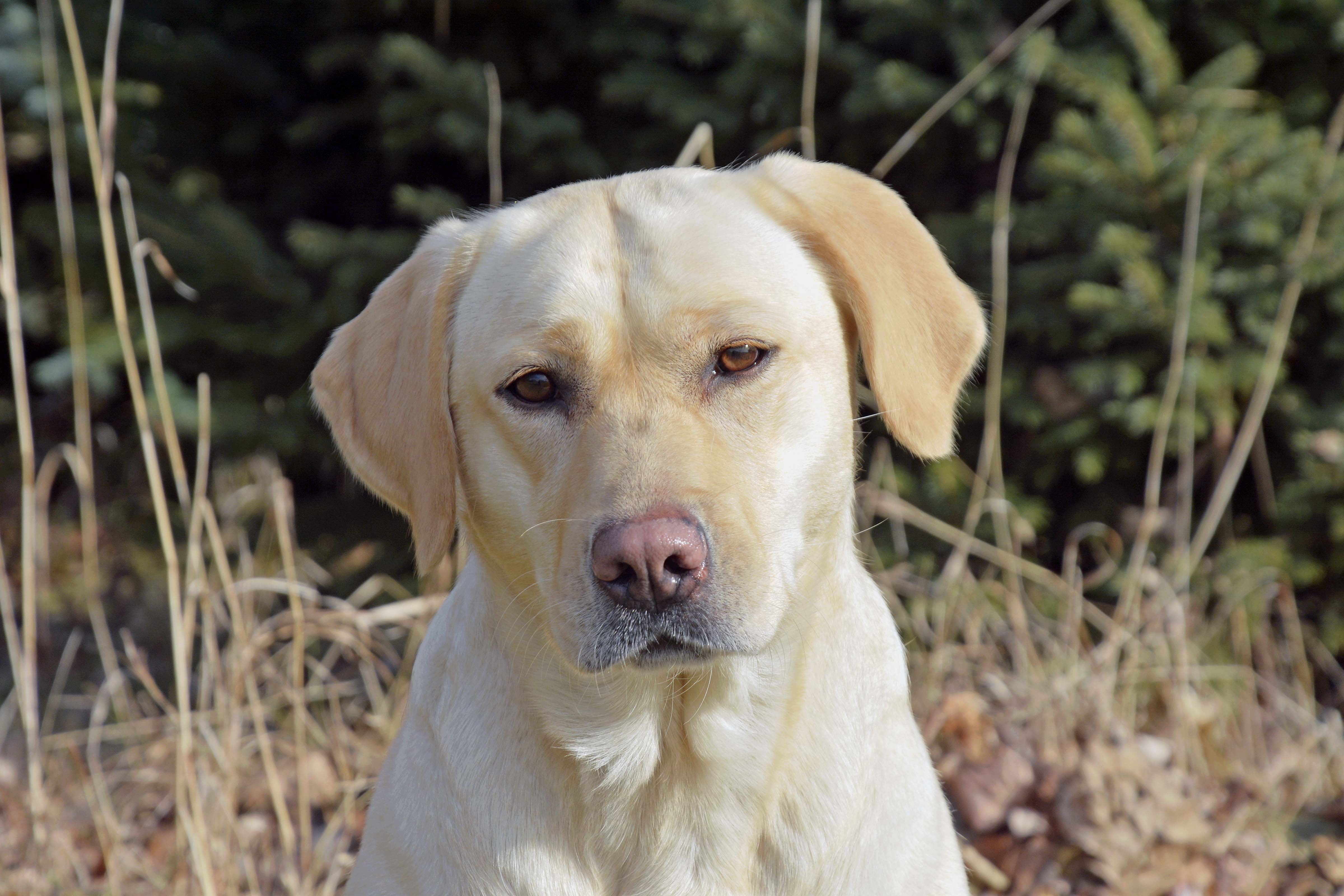 Islands Edge Little Bit O'honey | Yellow Labrador Retriver