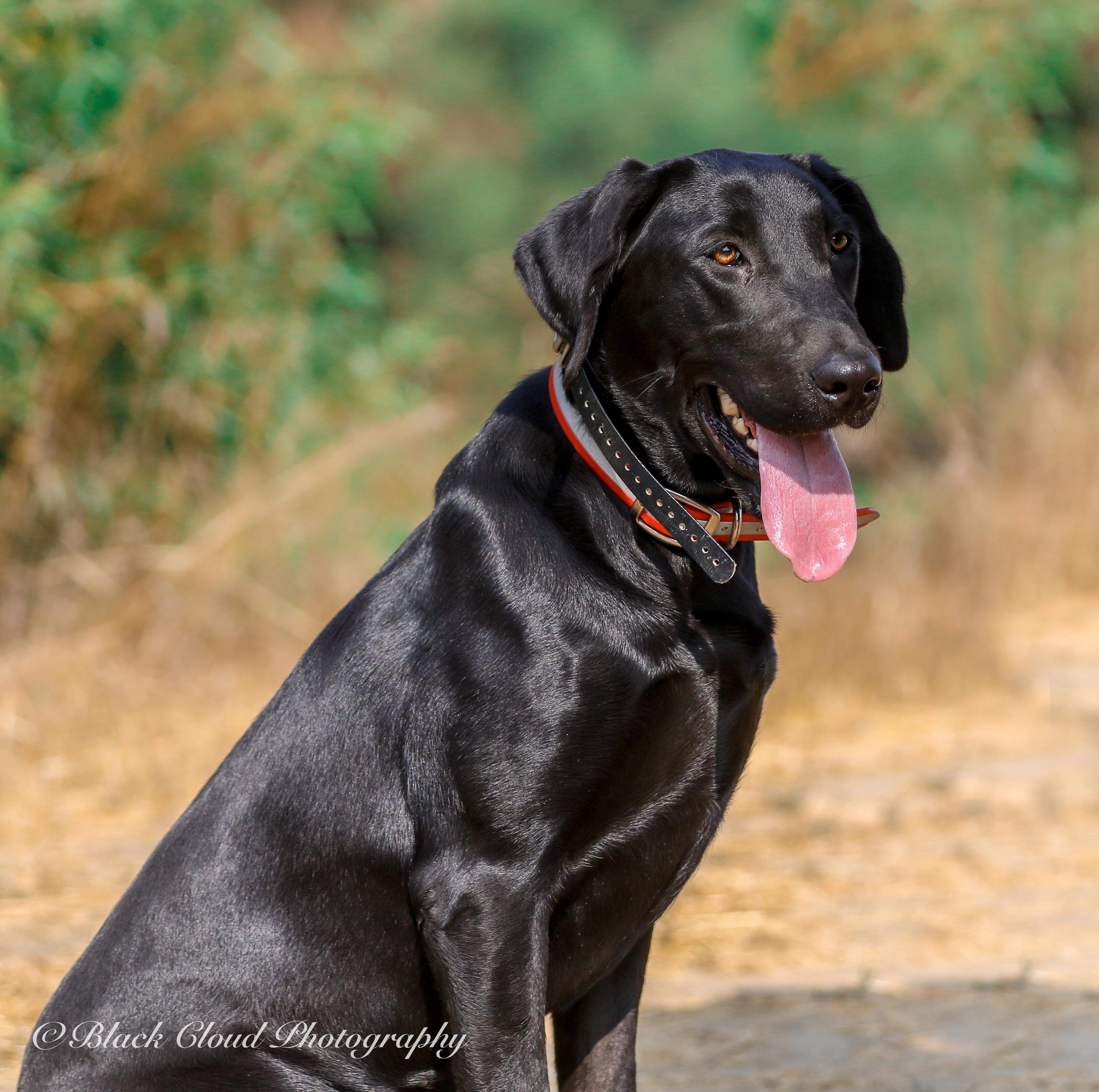 Rev Up Some Trouble JH DJ | Black Labrador Retriver