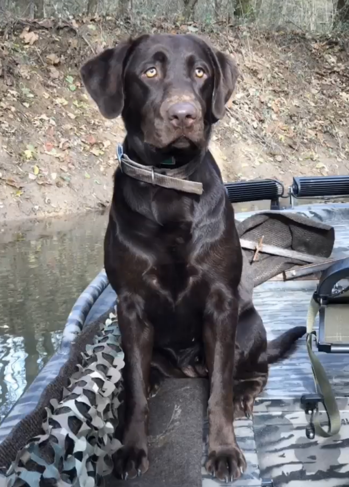 Tilly Grace Strickland | Chocolate Labrador Retriver