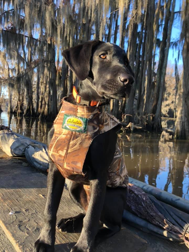 HR Afterburner's Danger Zone Drake | Black Labrador Retriver