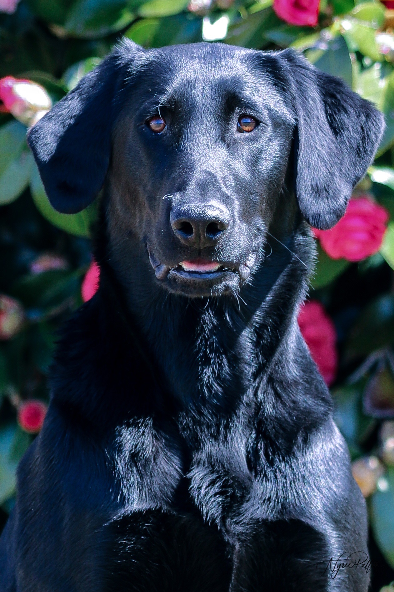 Green Rivers Midnight Rider | Black Labrador Retriver