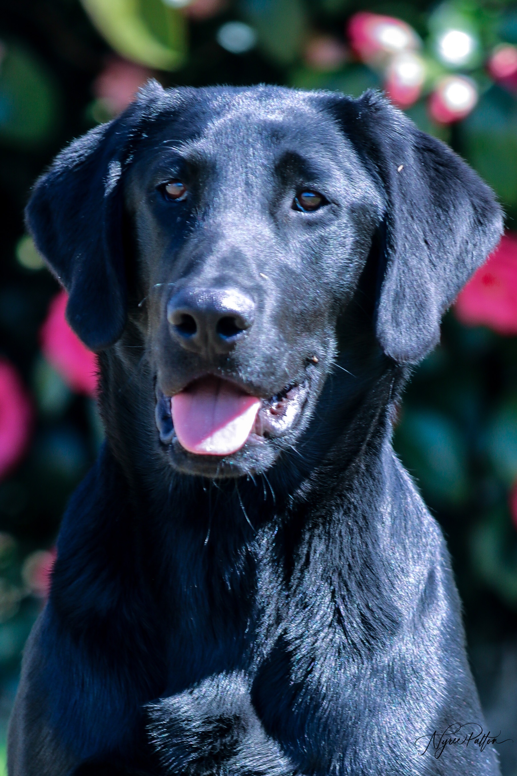 Green Rivers The Blues Man | Black Labrador Retriver