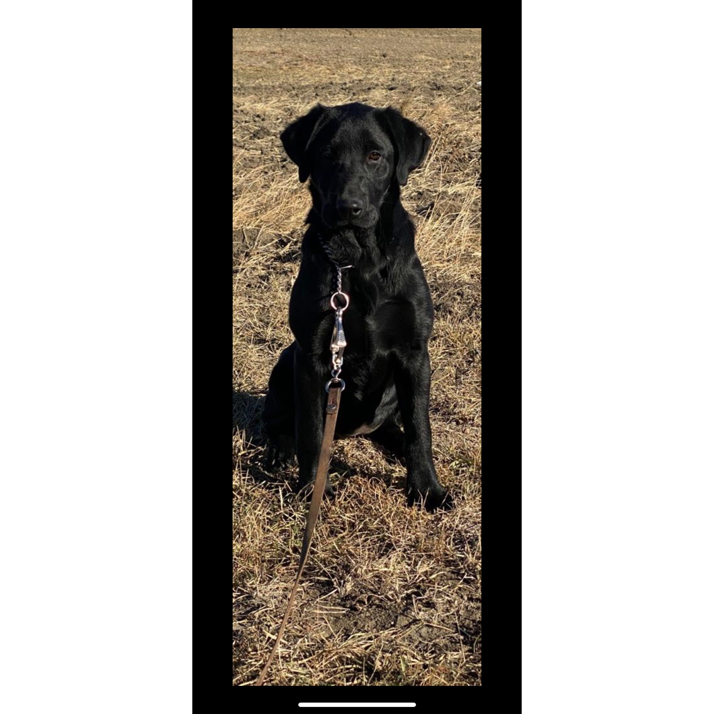 Clubmead’s Polly Wants A Quacker | Black Labrador Retriver