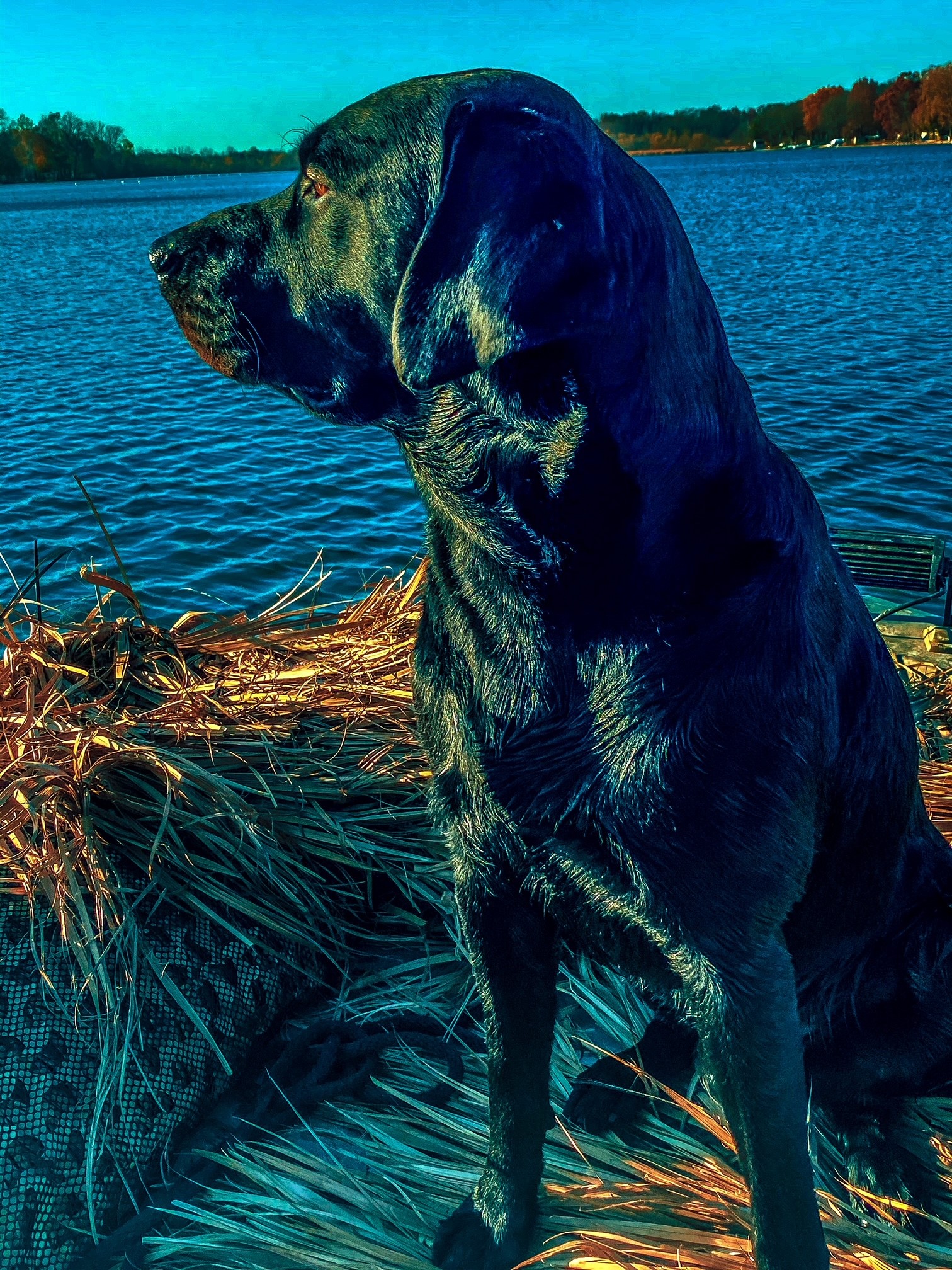 Anarchy's Black Jax | Black Labrador Retriver