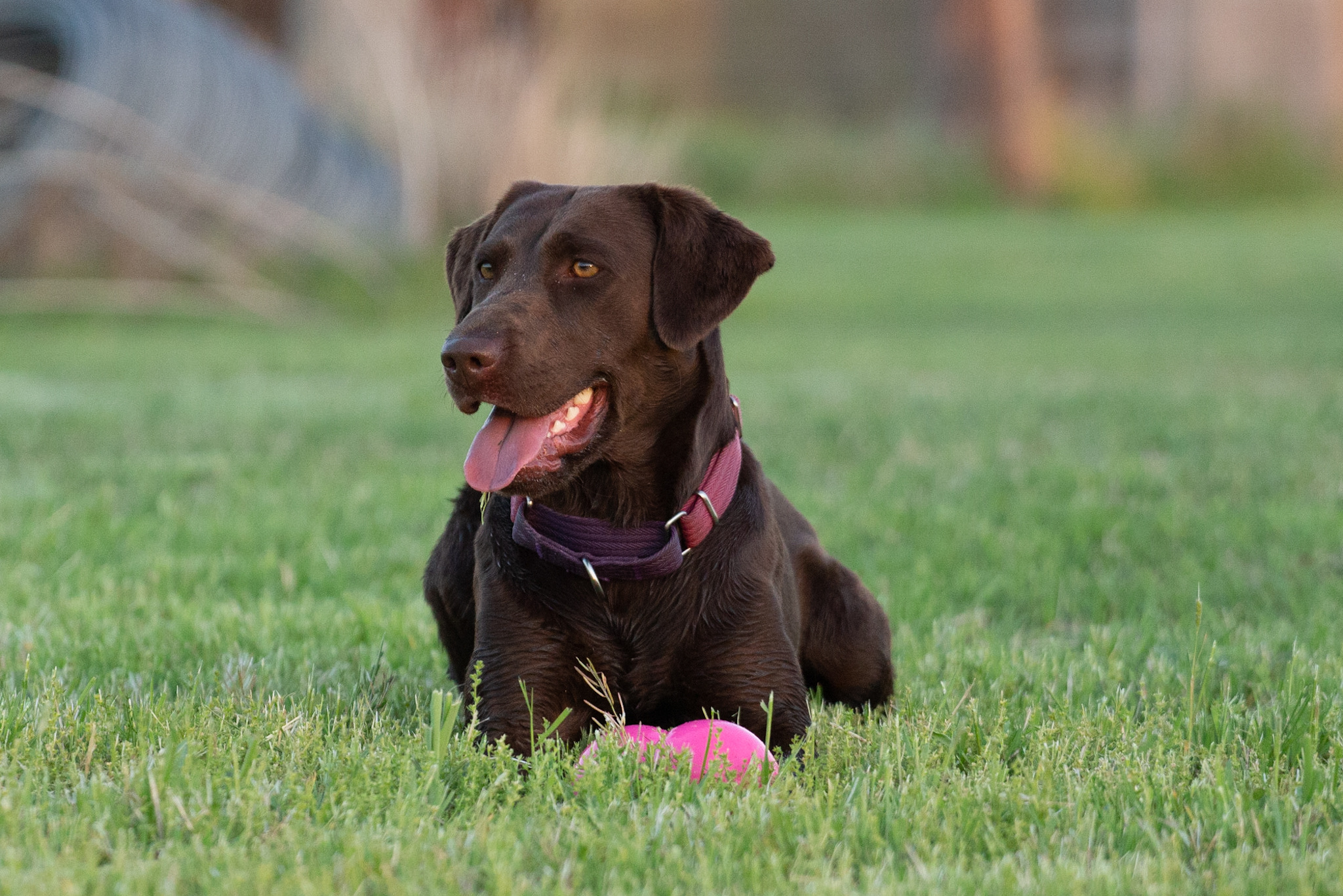 Wheatland’s Delivering The Cheer | Chocolate Labrador Retriver