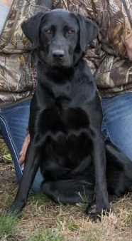 Windy Ridges Kimber | Black Labrador Retriver