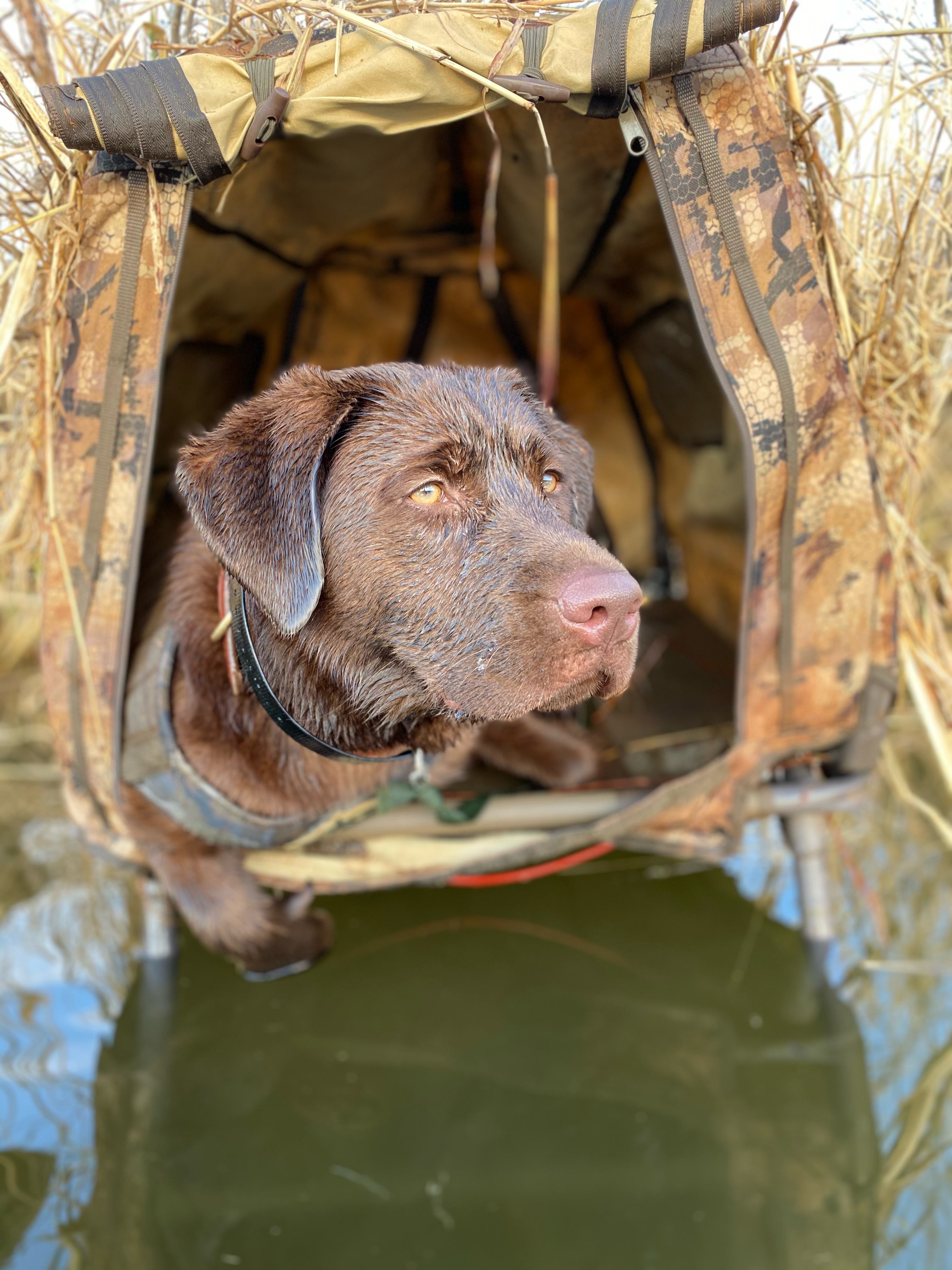 SBR Miss Lady Palmer | Chocolate Labrador Retriver