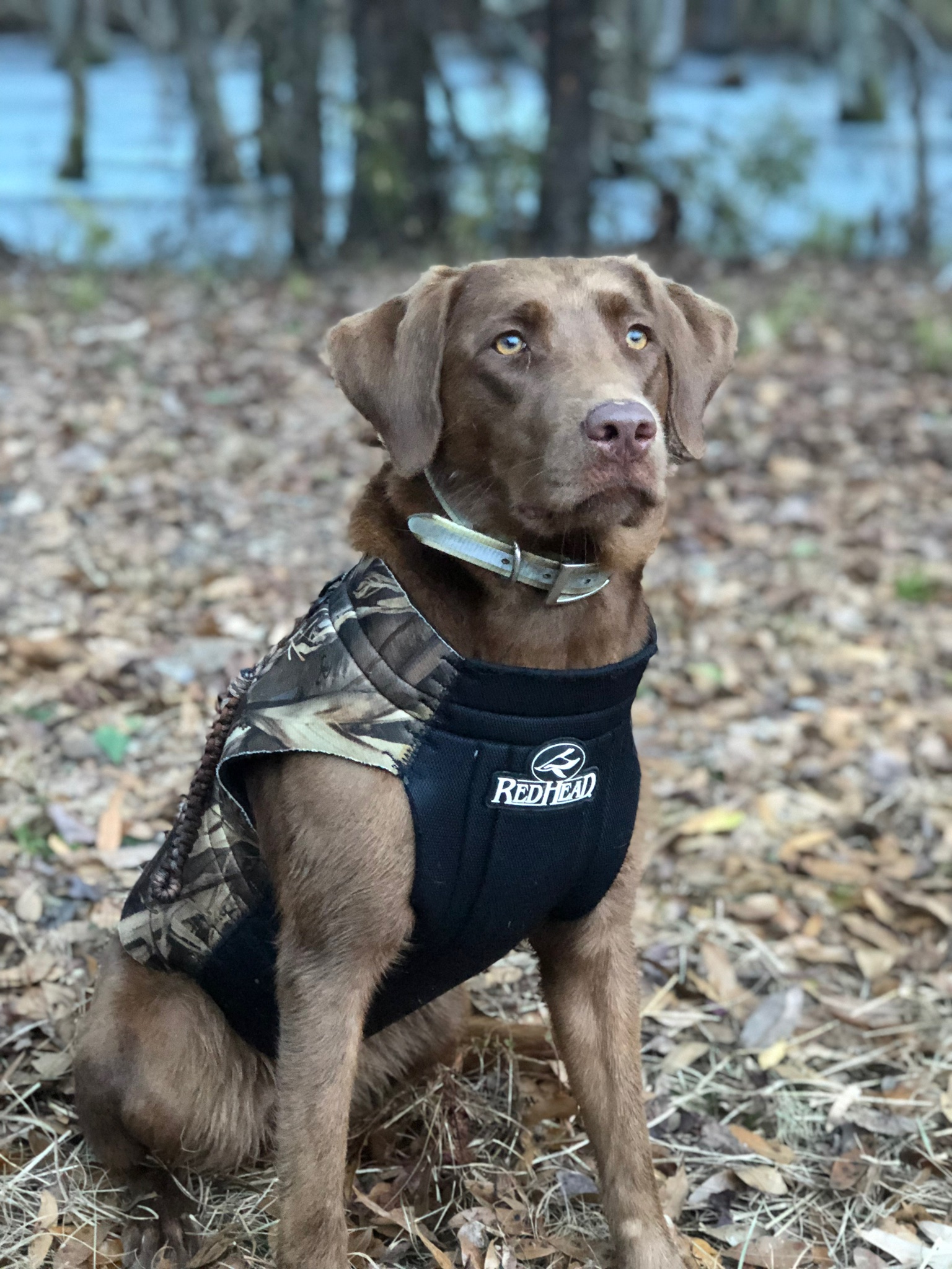 Ms Mossy Oak | Chocolate Labrador Retriver