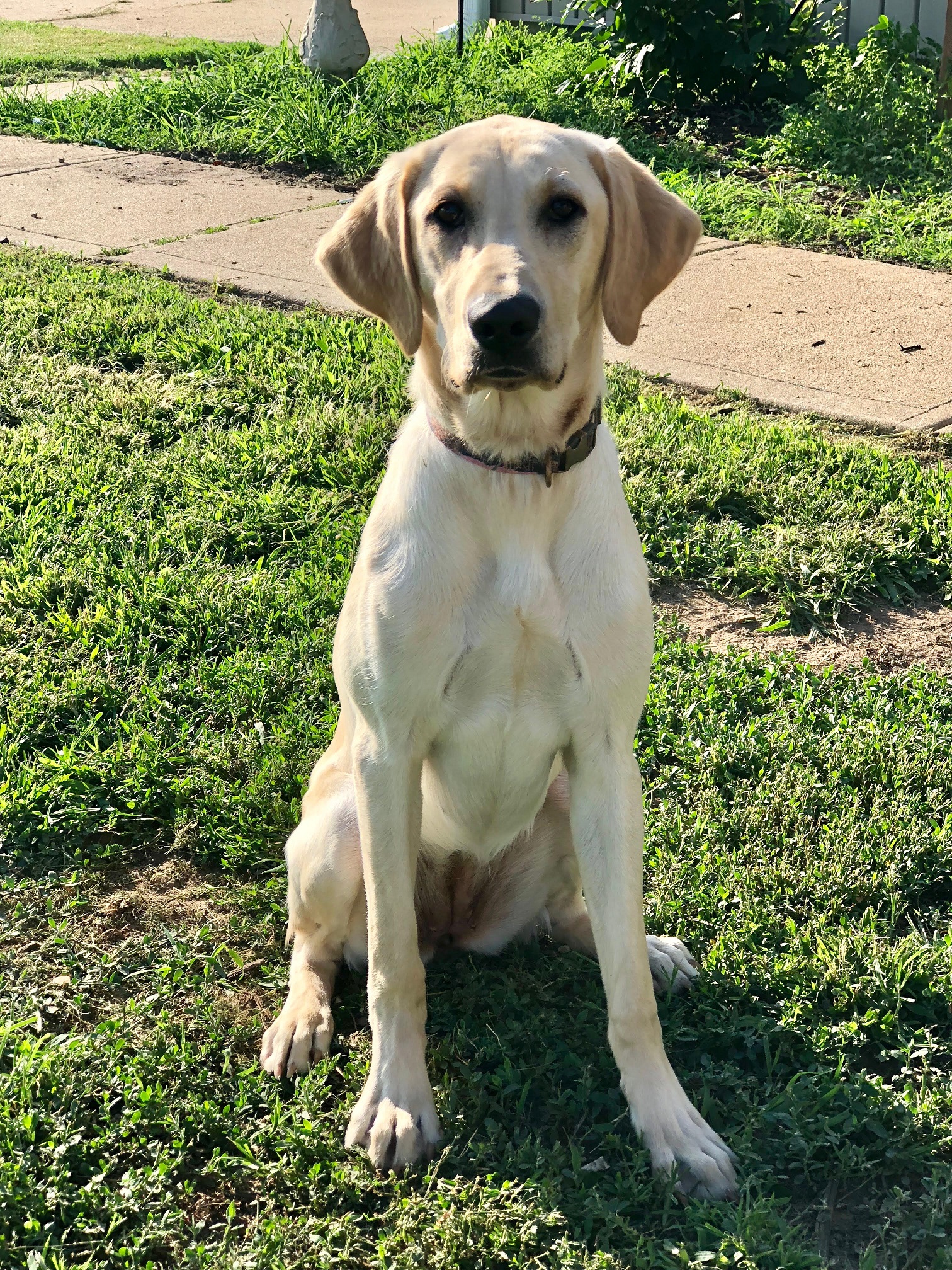 SHR D&R's High Flyin Kali Wiggles | Yellow Labrador Retriver