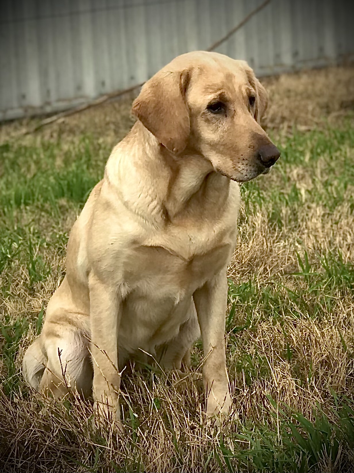 Gunpoints Not Just A Pipe Dream | Yellow Labrador Retriver