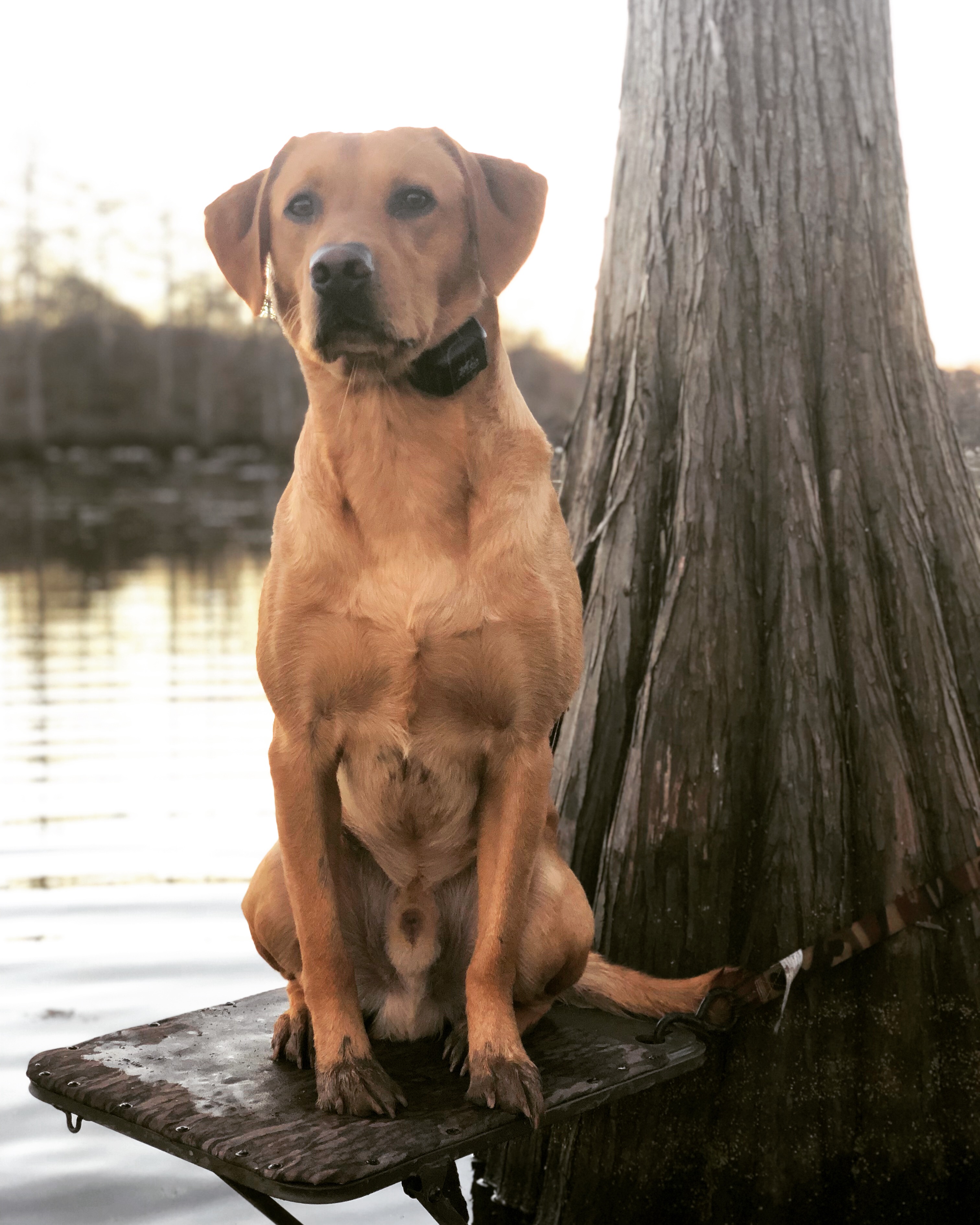 HRCH Delta Duck's Murphy | Yellow Labrador Retriver