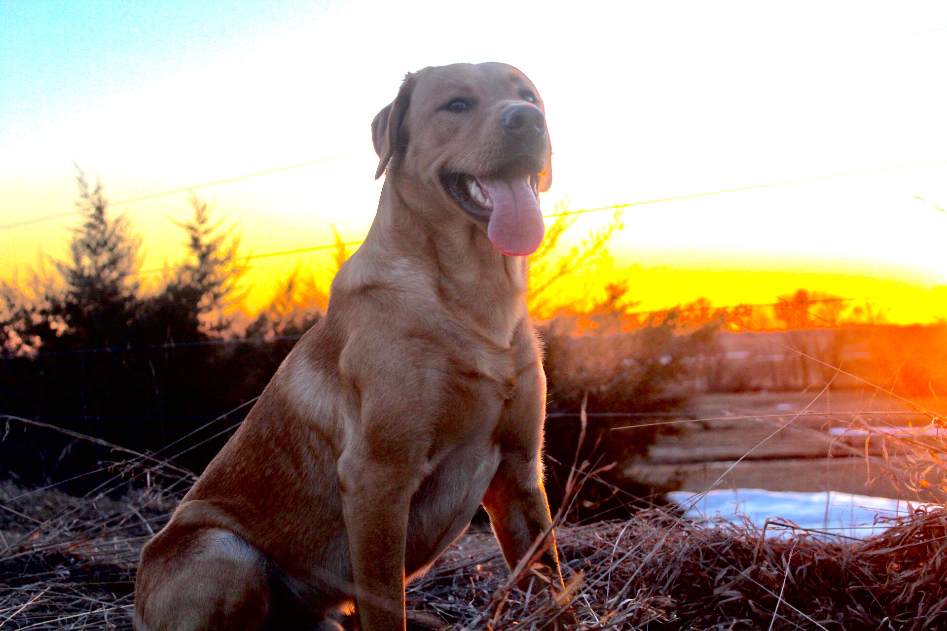 Major Mack II | Yellow Labrador Retriver