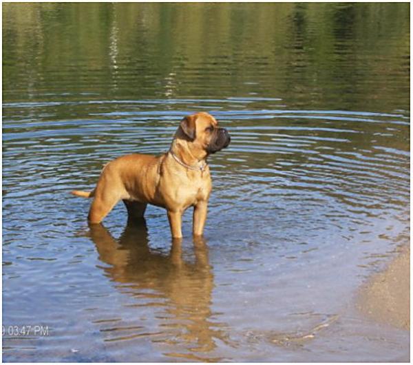 Valangels slavia to pedra bela | Bullmastiff 