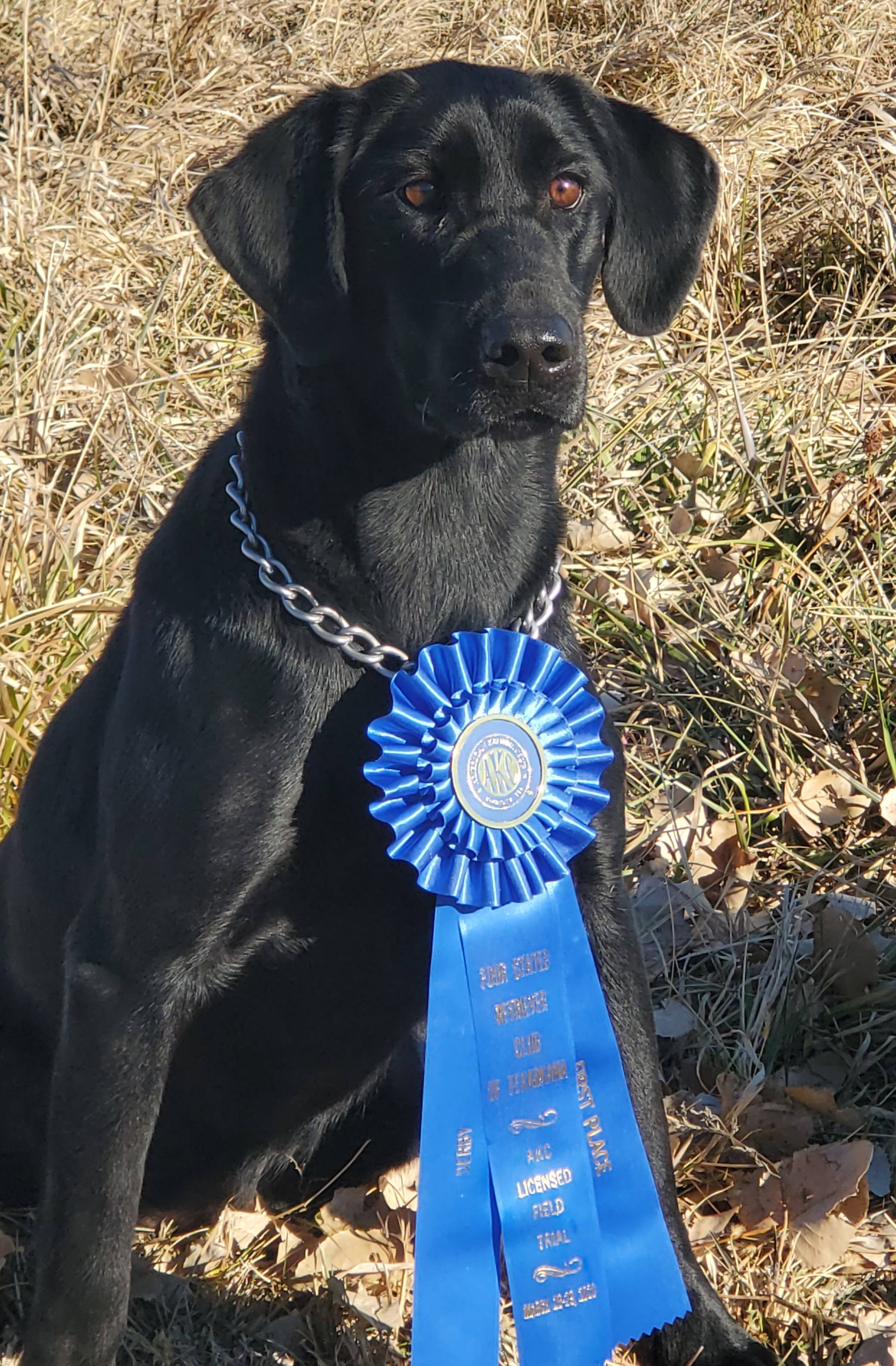 Fatcity's It's A Hard Knocks Life | Black Labrador Retriver