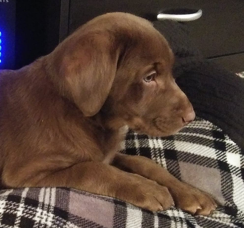 Sweet Snow Angel | Chocolate Labrador Retriver