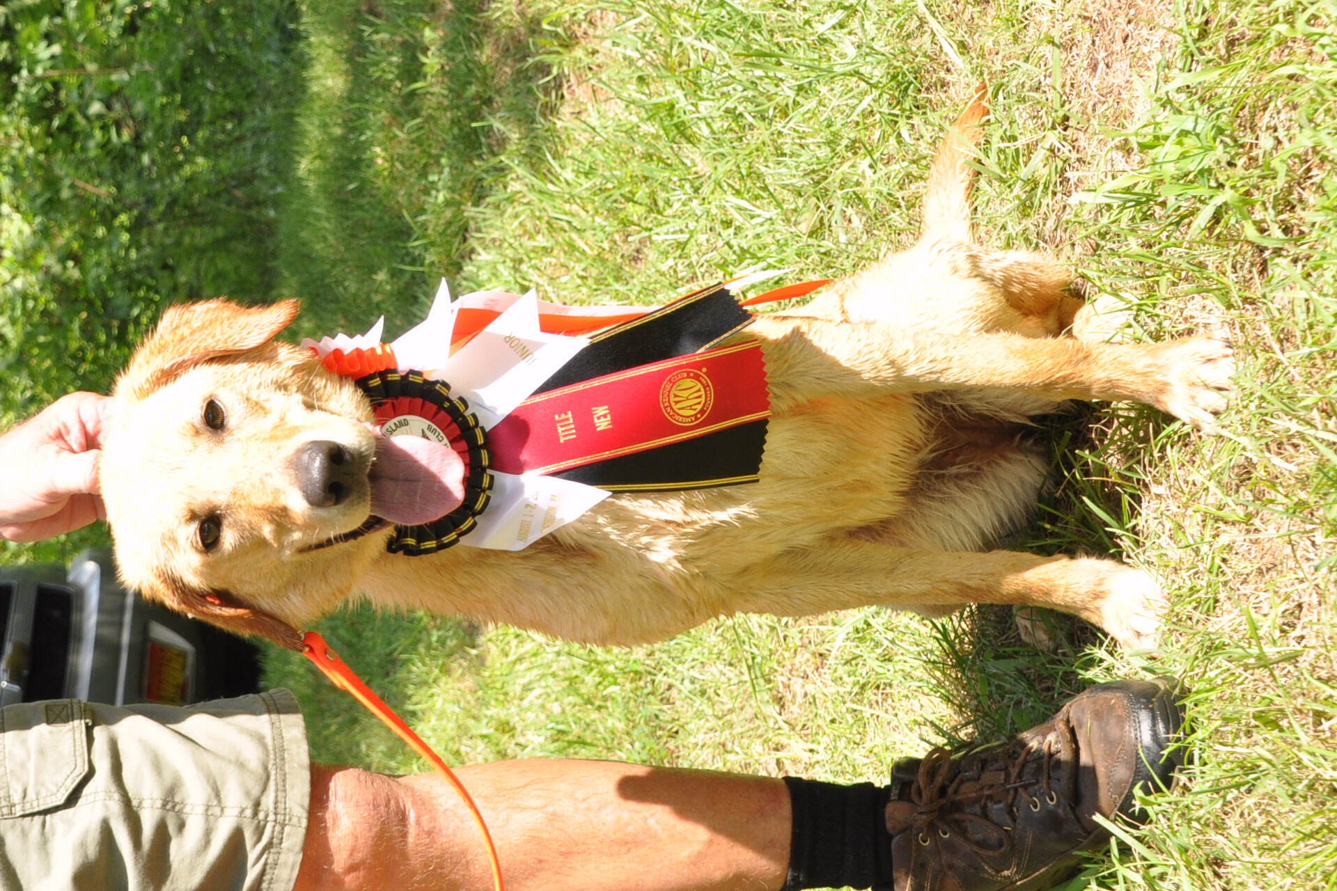 Cedar Mountain's Set'n Fire To The Rain JH | Yellow Labrador Retriver