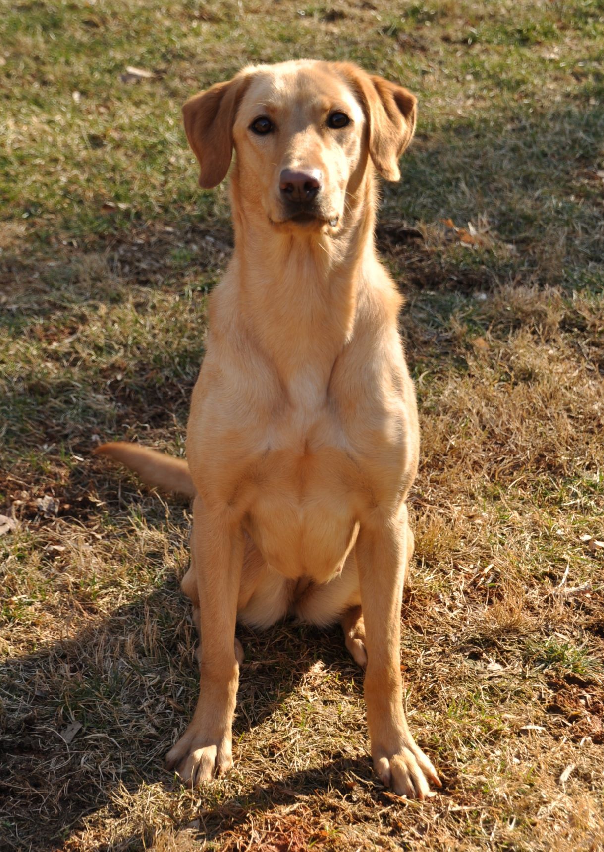 Cedar Mountain's Set'n Fire To The Rain JH | Yellow Labrador Retriver