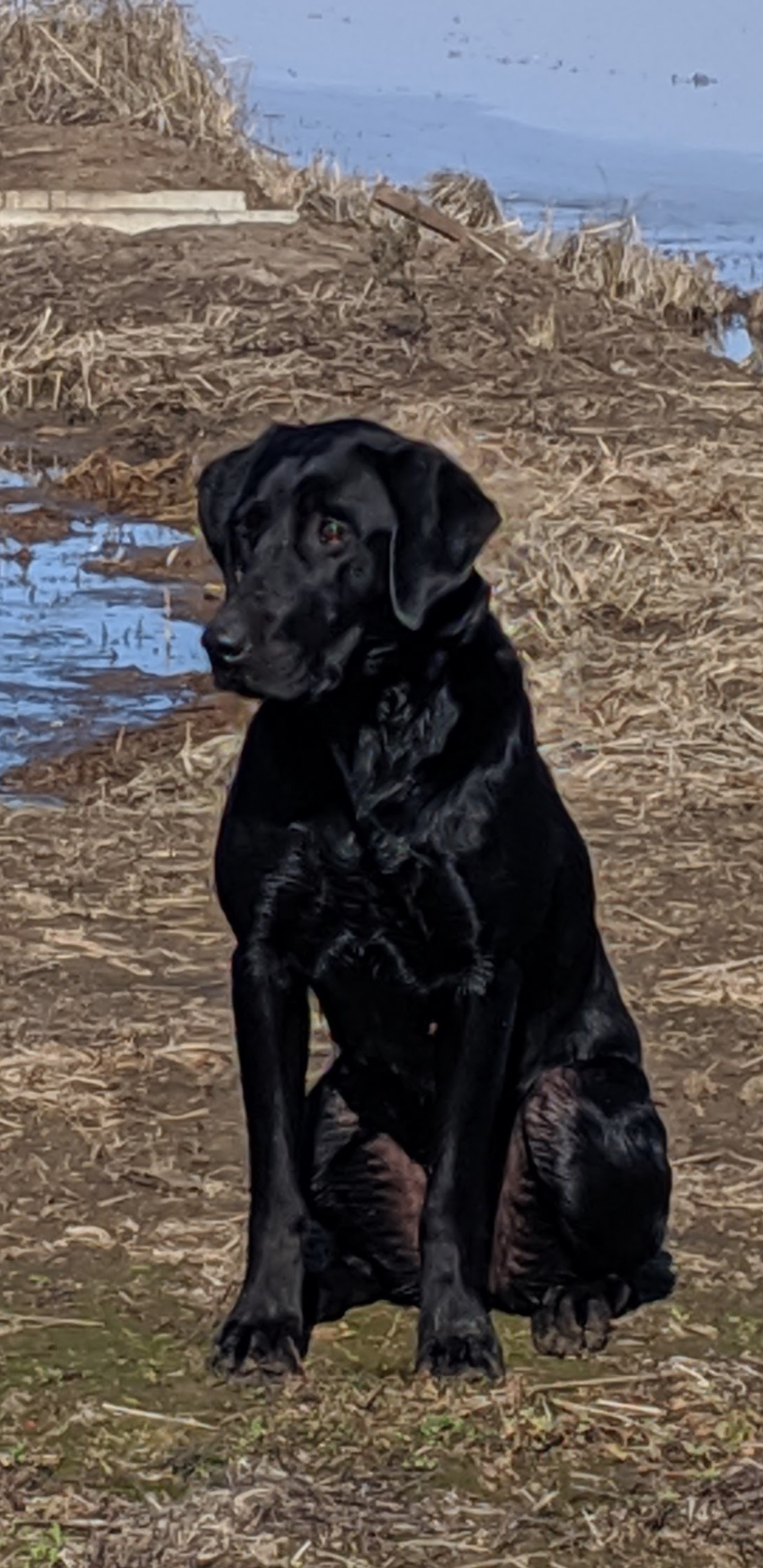 MOA'S DIRTY GIRL IN THE RICE JH | Black Labrador Retriver