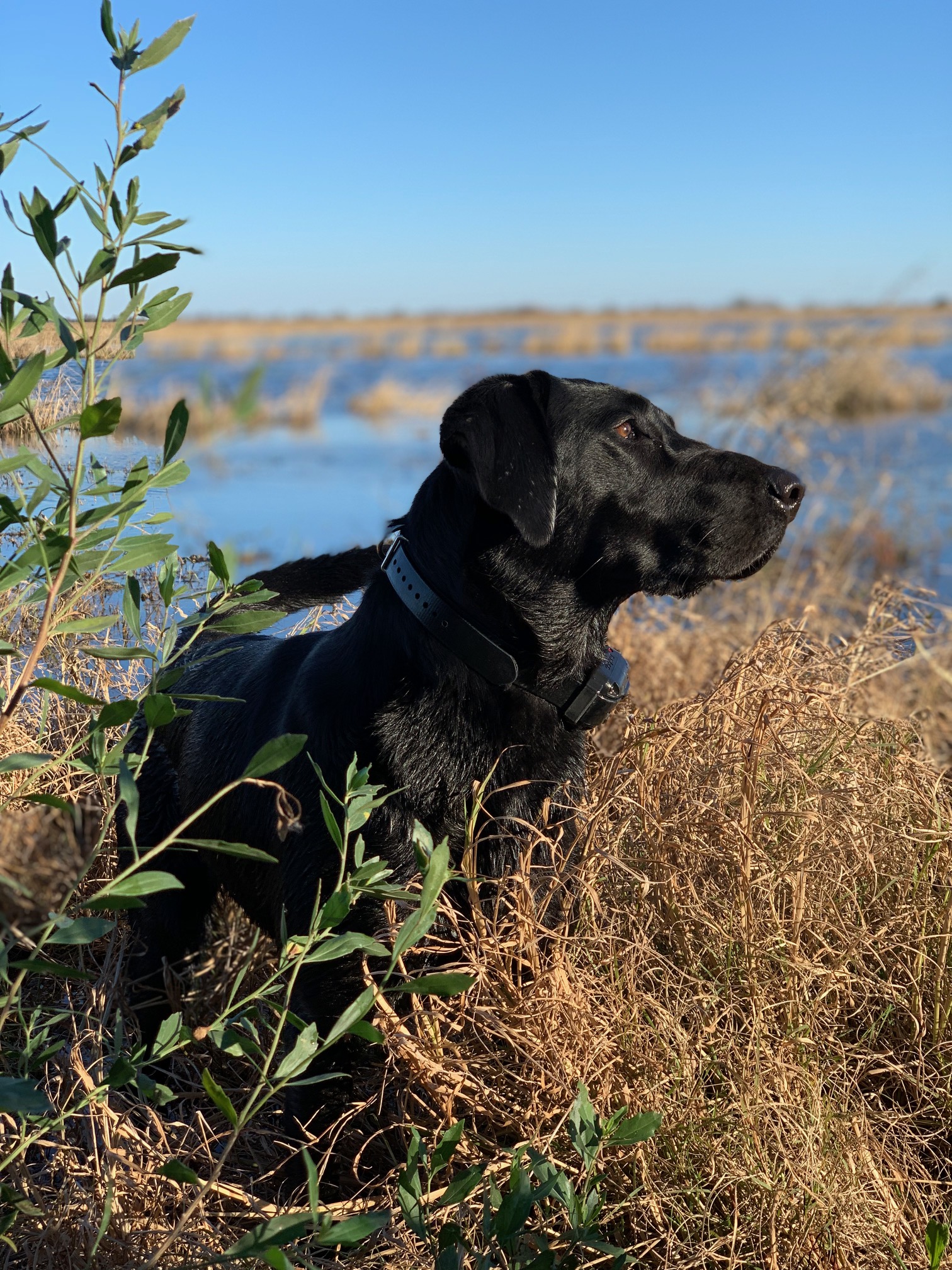 Pilkington's Second Line MH | Black Labrador Retriver