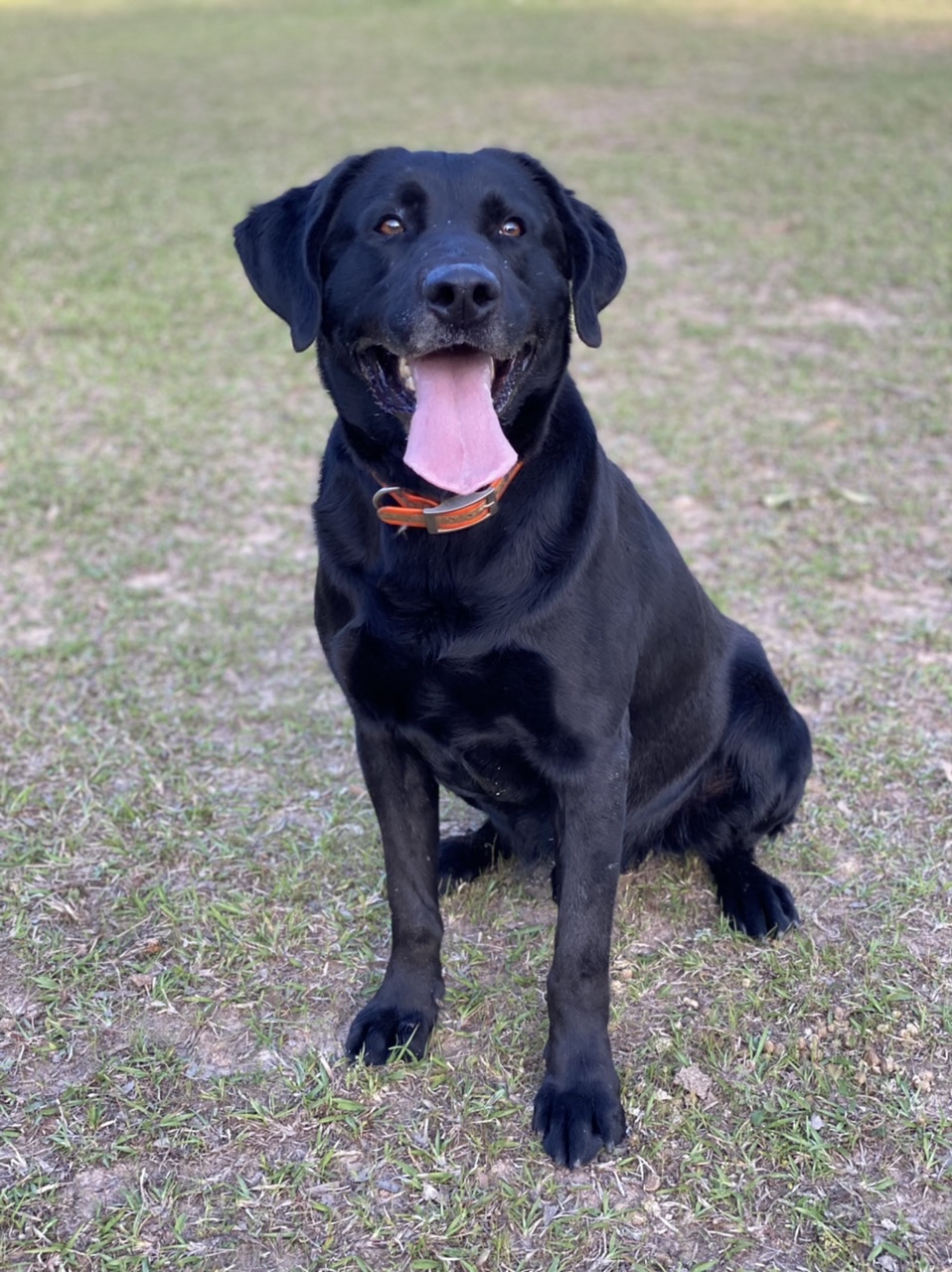 Cosner’s Colt | Black Labrador Retriver