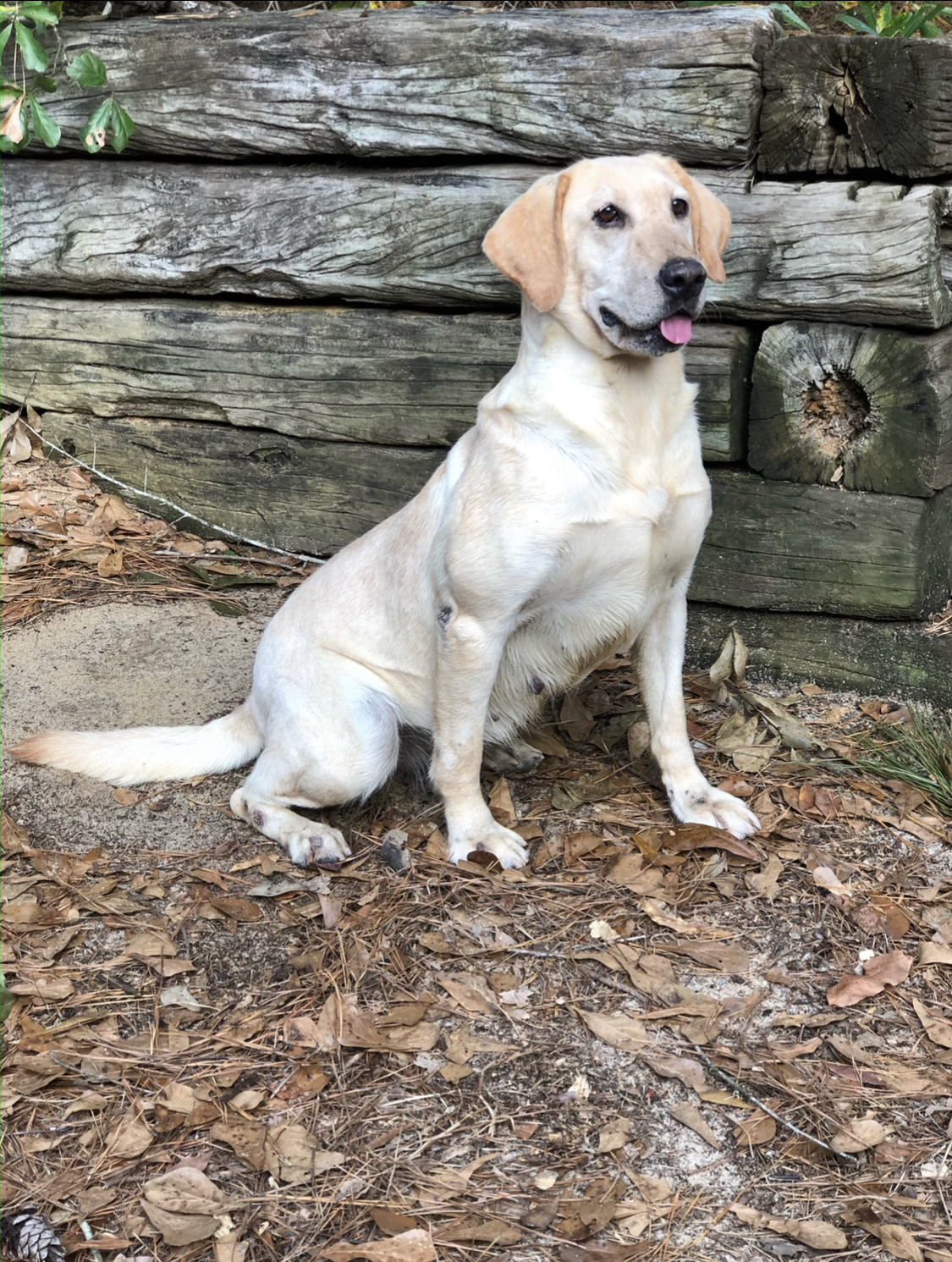 Beaver Creeks Pocotaligo Win-phred | UNKN Labrador Retriver