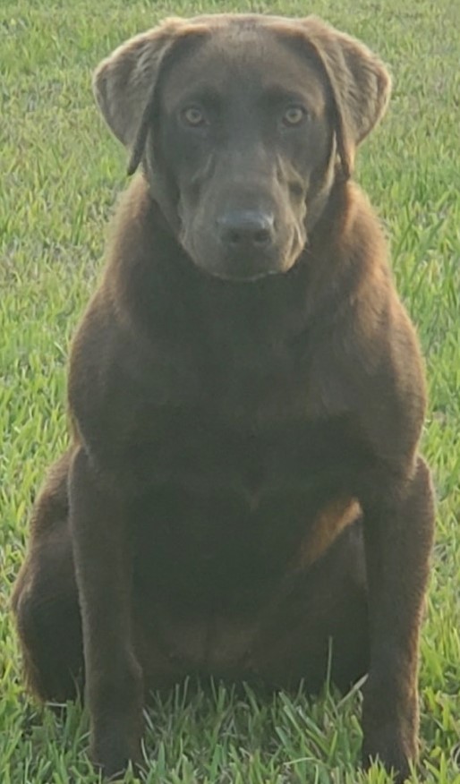 Doucet's Little Miss Tingle | Chocolate Labrador Retriver