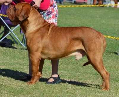 Atsamanies Spellbound (AI) | Dogue de Bordeaux 