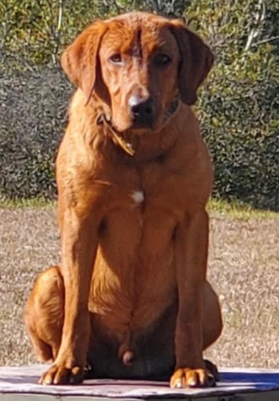 Doucet’s Almighty Endurance Call Name Zeke | Yellow Labrador Retriver