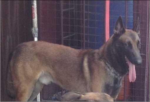 Kaizzey of Kurt Kesha aka LASER | Belgian Malinois 