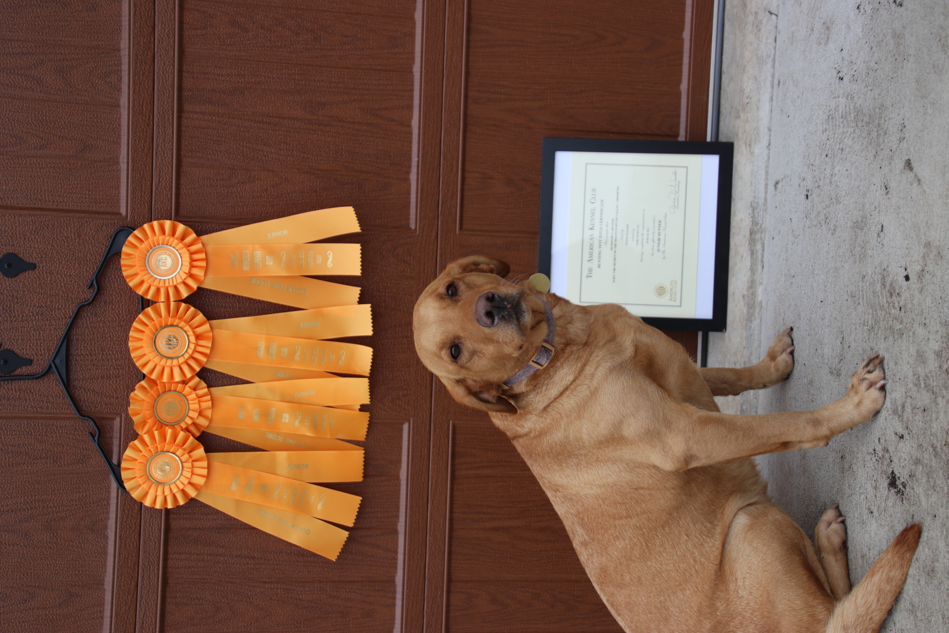 Zoey The Secret Of The Magnum River Valley JH | Yellow Labrador Retriver