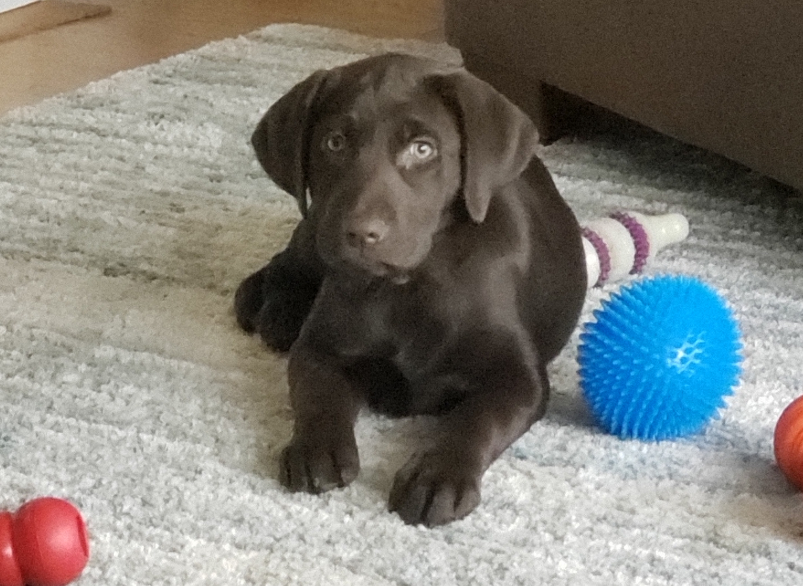 Your Girl True Carbon | Chocolate Labrador Retriver