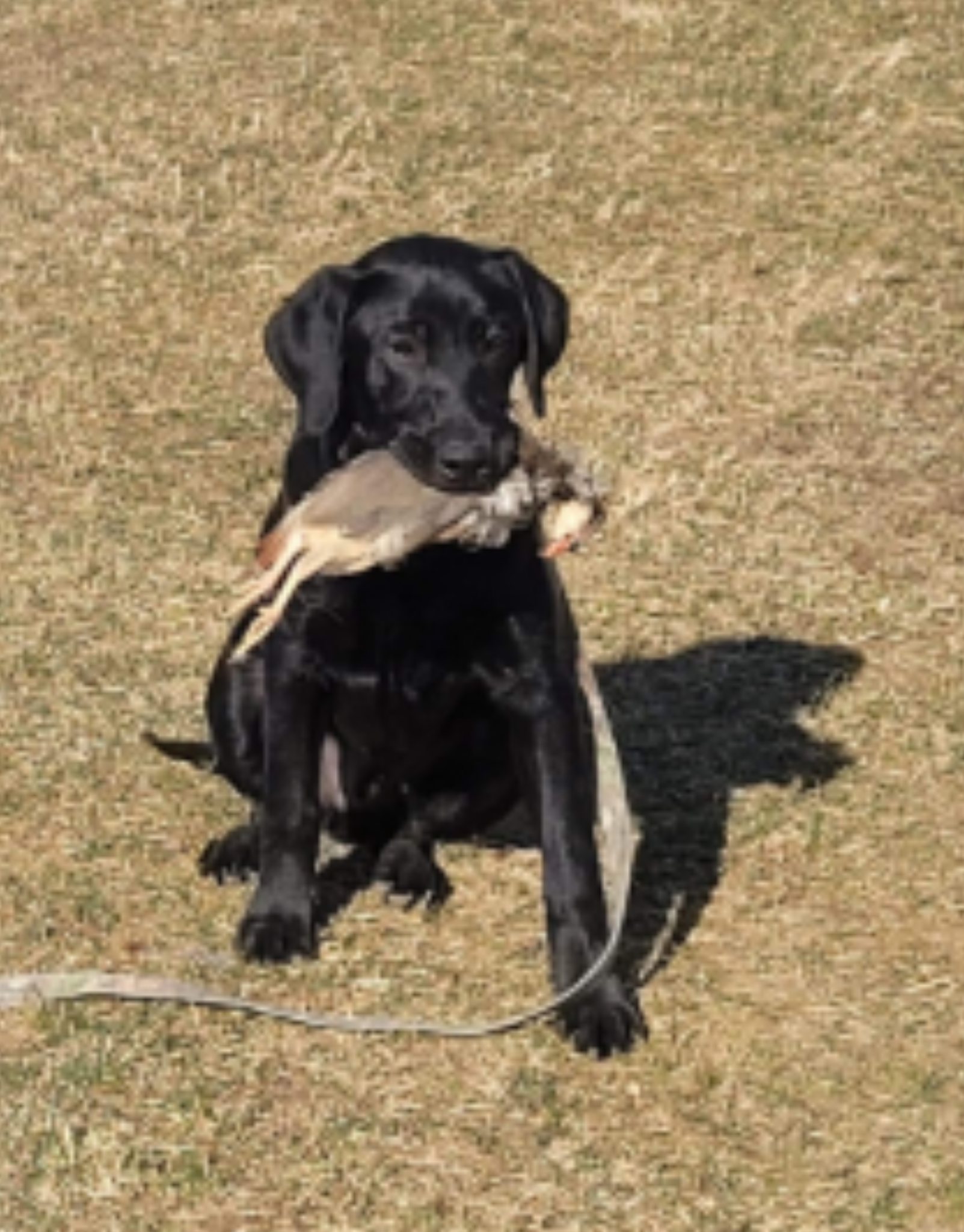 Three Cedars Blackies Coming In Hot By Kaiserk9 S.T.A.R. Puppy | Black Labrador Retriver