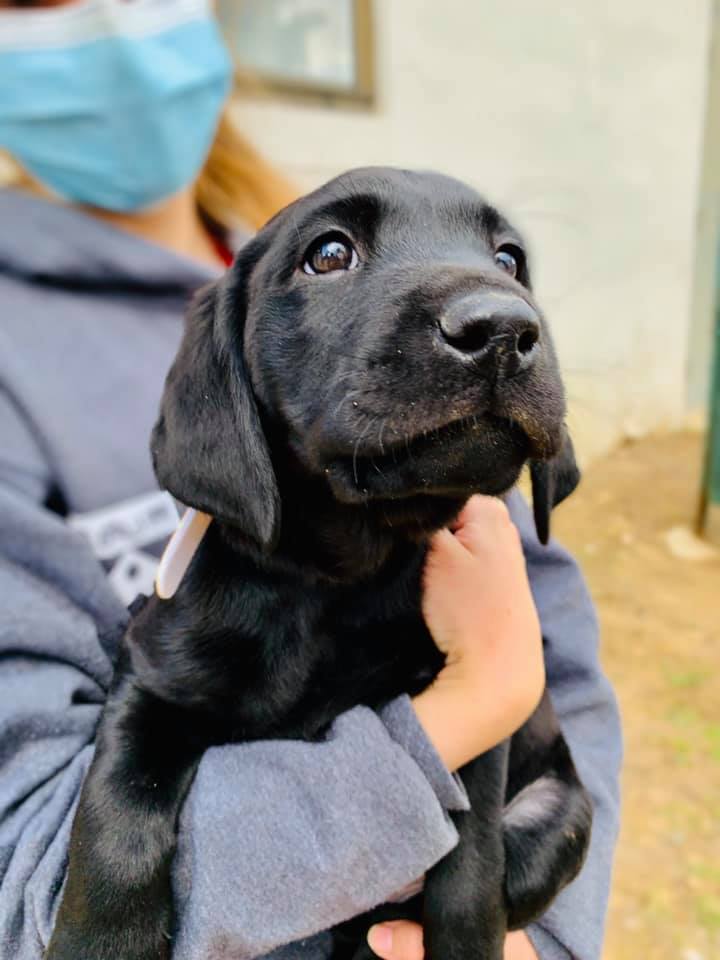 Kaiserk9 Pvwdc Ross | Black Labrador Retriver