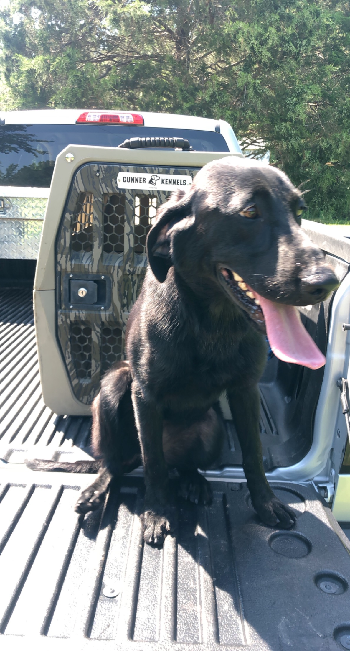 Southern Magnolias Whistling “Dixie” | Black Labrador Retriver