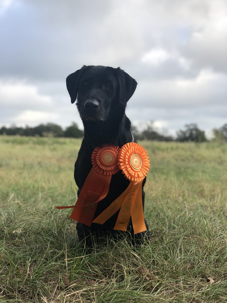 Millercreek's Cross Country Rebel At Watercross MH | Black Labrador Retriver