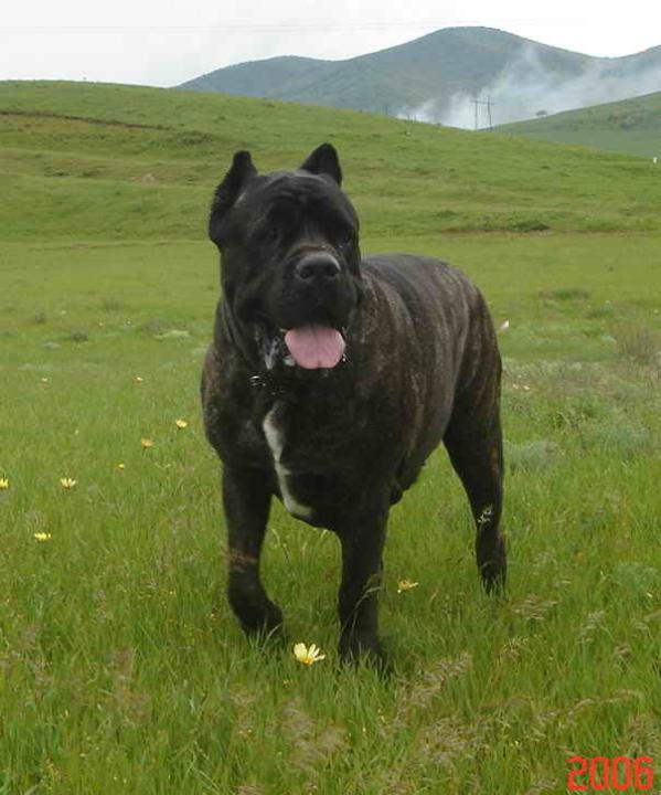 Darvi Tiger Death | Cane Corso 