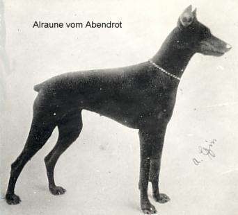 Alraune v. Abendrot | Brown Doberman Pinscher