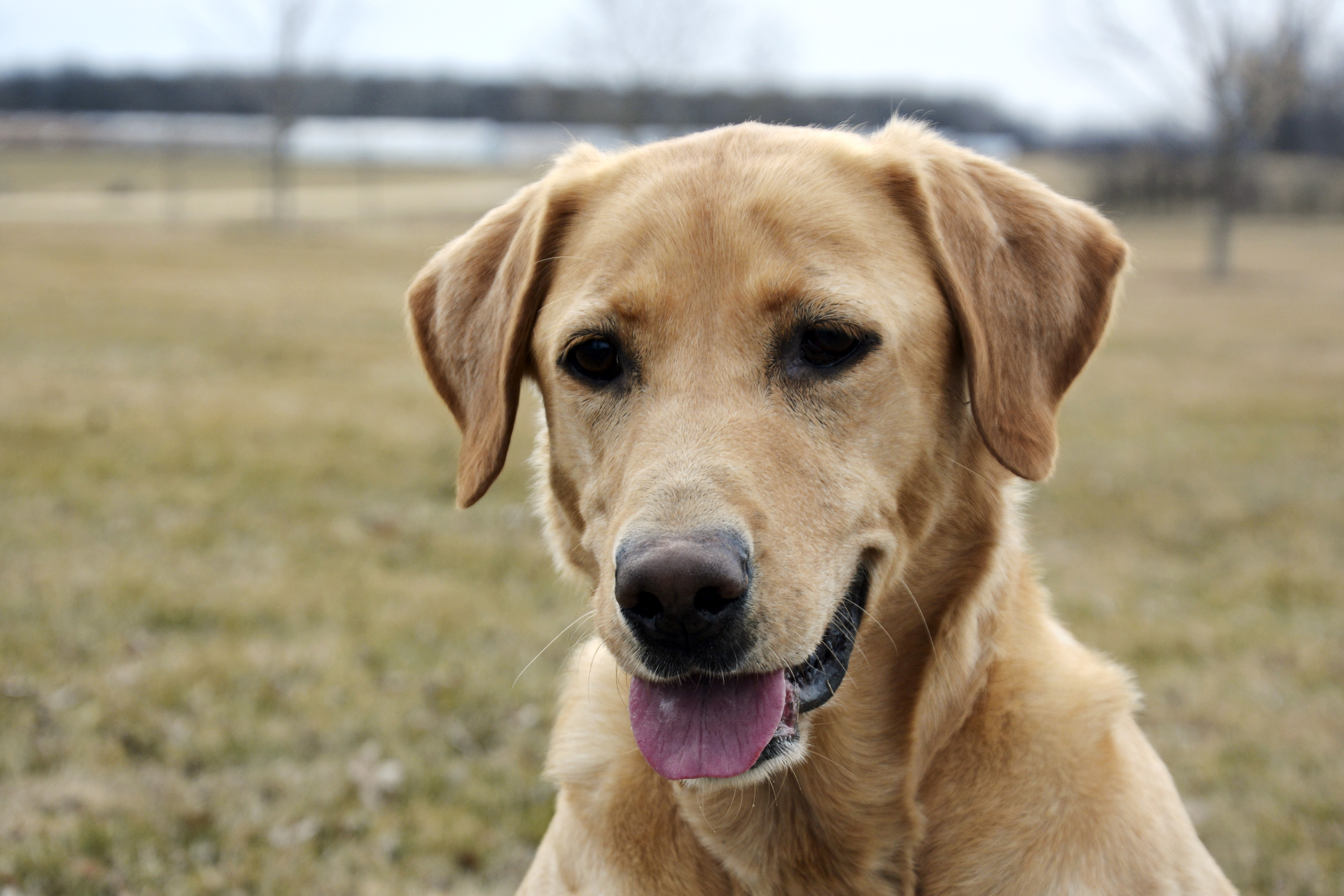 Bam Bam's Blondie QAA | Yellow Labrador Retriver