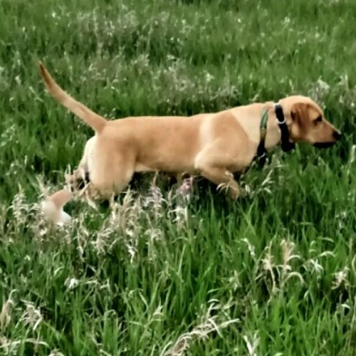 GMPR HR Highpoint's What's Shakin' Bro | Yellow Labrador Retriver