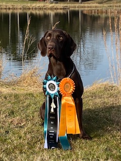 Goose Creek Farm Dakota's Cajun Roux's Montana Sky | Chocolate Labrador Retriver