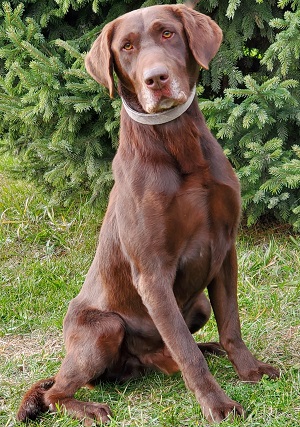 Brensue's Locked N Loaded Mudbuster | Chocolate Labrador Retriver